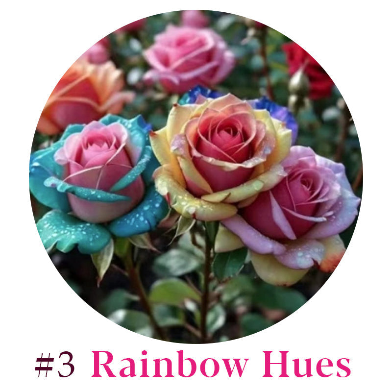Rare Multi Color Rose Seeds 🌹 Australia Farm Cultivated 🇦🇺