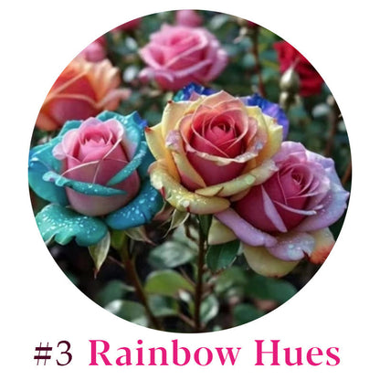 Rare Multi Color Rose Seeds 🌹 Australia Farm Cultivated 🇦🇺
