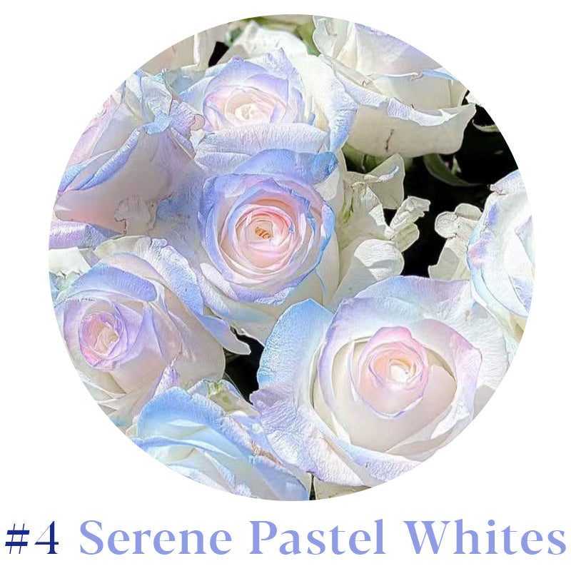 Rare Multi Color Rose Seeds 🌹 Australia Farm Cultivated 🇦🇺