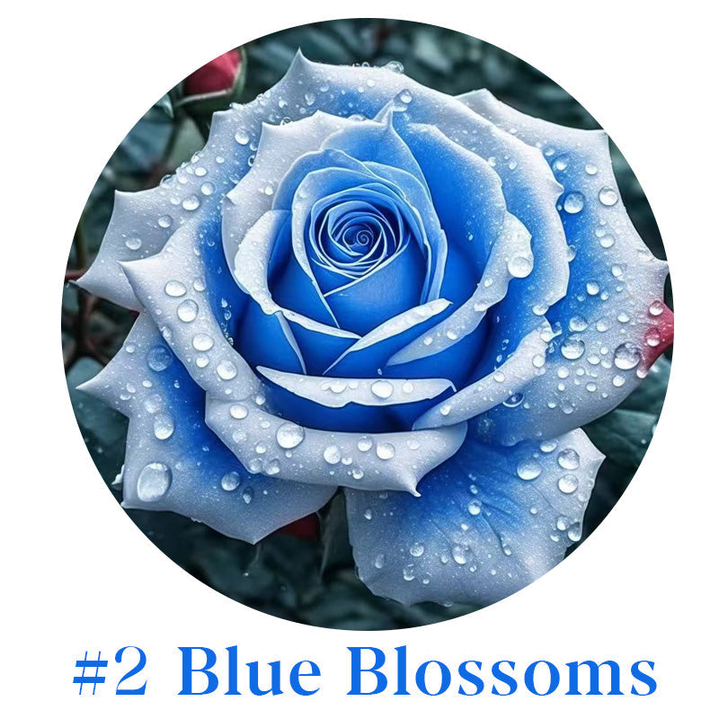 Rare Multi Color Rose Seeds 🌹 Australia Farm Cultivated 🇦🇺