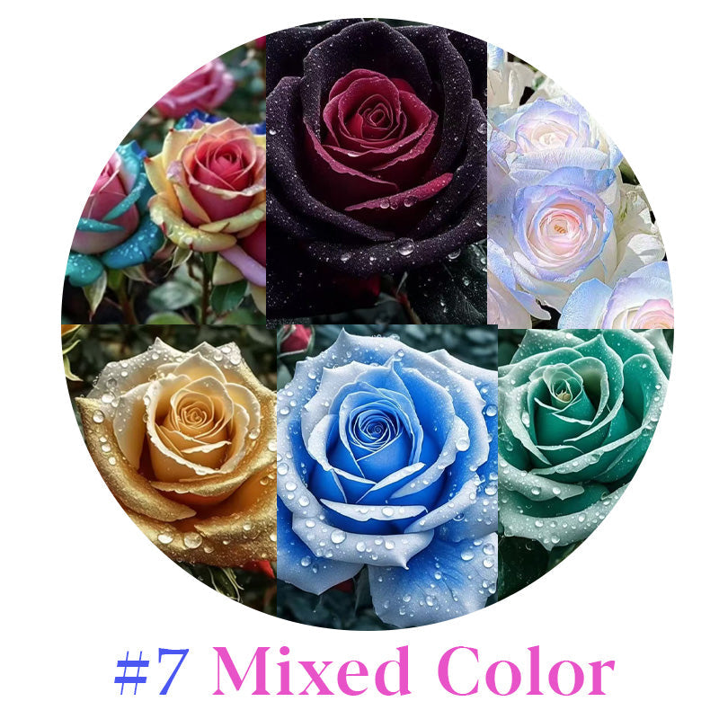 Rare Multi Color Rose Seeds 🌹 Australia Farm Cultivated 🇦🇺