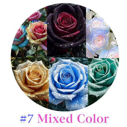Rare Multi Color Rose Seeds 🌹 Australia Farm Cultivated 🇦🇺