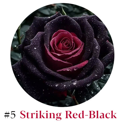 Rare Multi Color Rose Seeds 🌹 Australia Farm Cultivated 🇦🇺